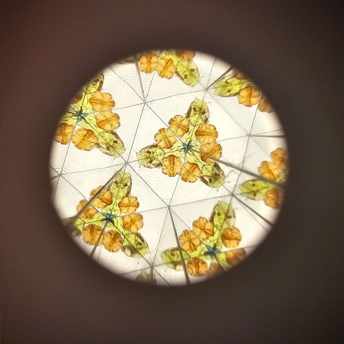 Kaleidoskopas Sodo fėjos 5 Kaleidoskopas Sodo fėjos 5