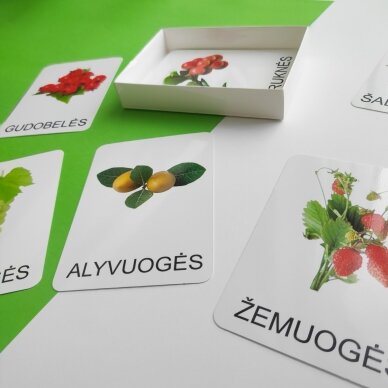 Lavinamųjų kortelių rinkinys „Uogos“ 7 Lavinamųjų kortelių rinkinys „Uogos“ 7